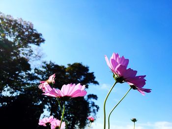 Low angle view of pink flowers blooming against clear sky