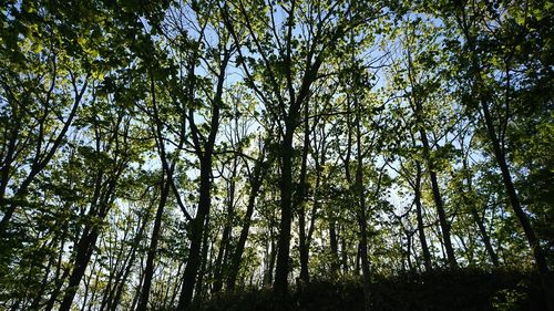 Low angle view of bamboo trees in forest