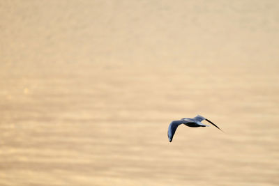 Bird flying over water