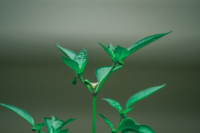 Close-up of green leaves against blurred background