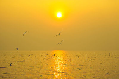 Birds flying over sea during sunset