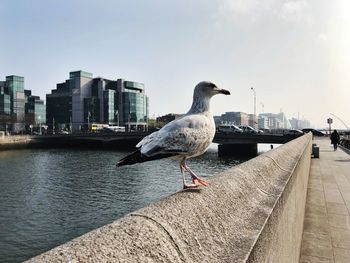 Seagull perching on retaining wall in city against sky