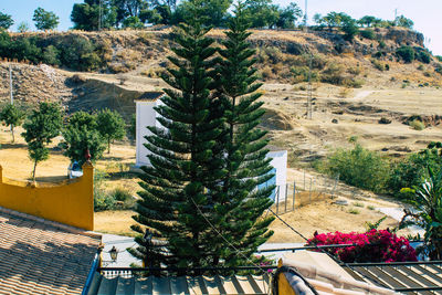 High angle view of succulent plants and trees by building