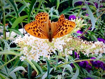 Close-up of butterfly on flower