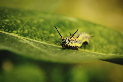 Close-up of insect on leaf