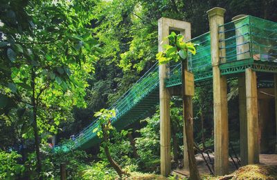 Plants and trees growing by fence in forest