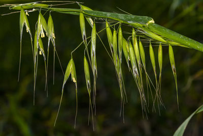 Close-up of wet grass