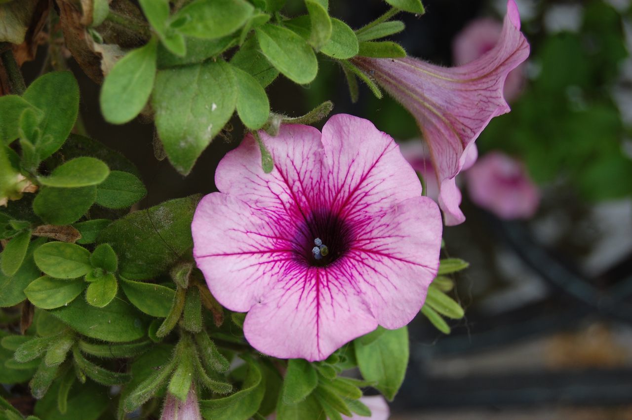 CLOSE-UP OF PINK FLOWER