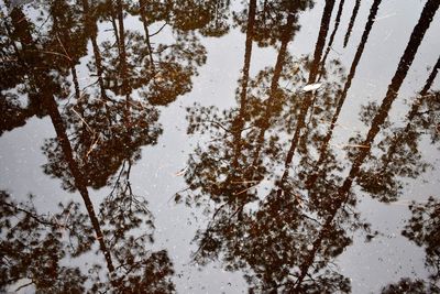 High angle view of trees by lake during winter
