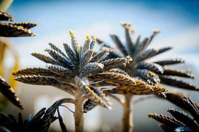 Close-up of dried plant during winter