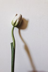 Close-up of white flower against wall