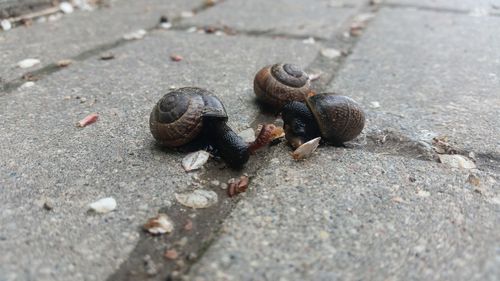 Close-up of snails on footpath
