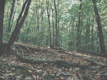 Trees growing in forest