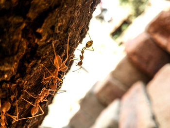 Close-up of butterfly on tree trunk