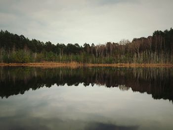 Reflection of trees in calm lake