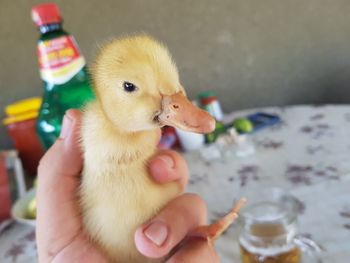 Close-up of baby hand holding bird