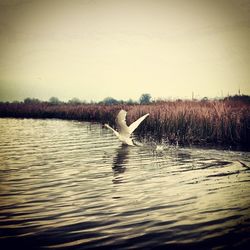 Bird in water