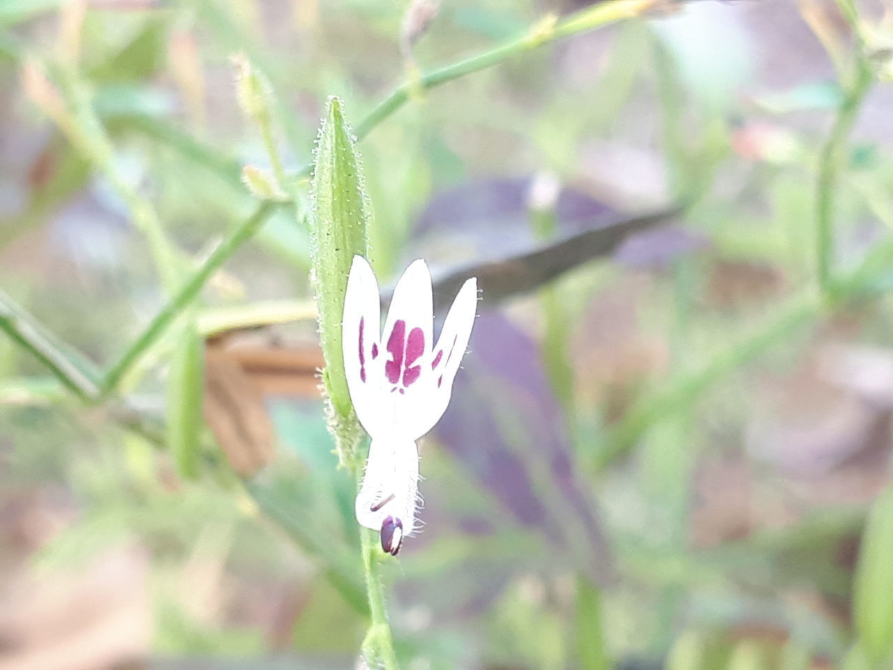 CLOSE-UP OF PURPLE FLOWER PLANT