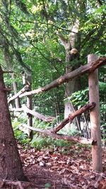 Tree trunk in forest