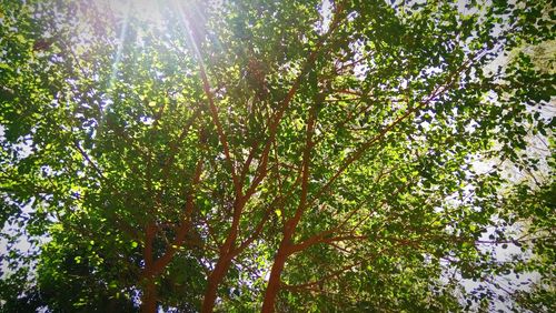 Low angle view of sunlight streaming through trees in forest