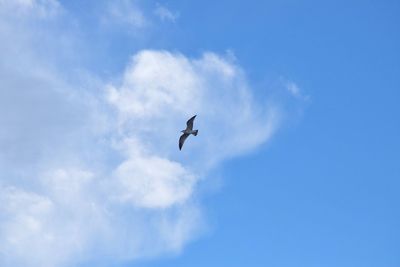 Low angle view of bird flying in sky