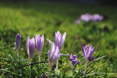 Close-up of purple crocus flowers on field