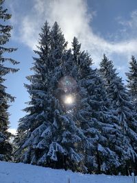 Low angle view of snow covered pine trees against sky