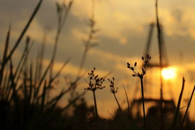 Close-up of silhouette plants on field against sunset sky