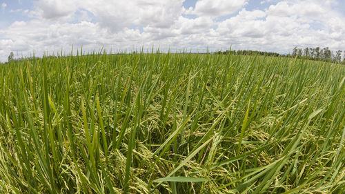 Scenic view of agricultural field against sky