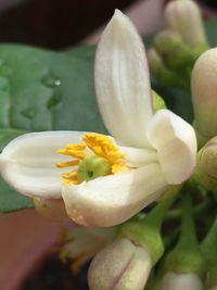 Close-up of yellow flowers