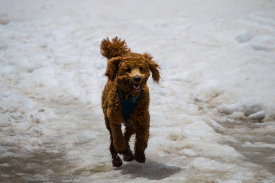 Poodle running on snow covered field