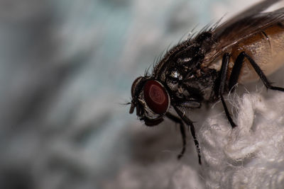 Close-up of fly