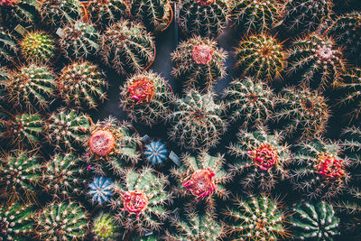 Full frame shot of cactuses