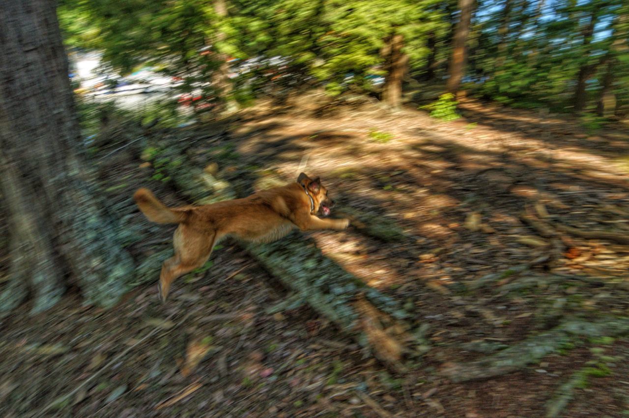 DOG RUNNING IN SUNLIGHT