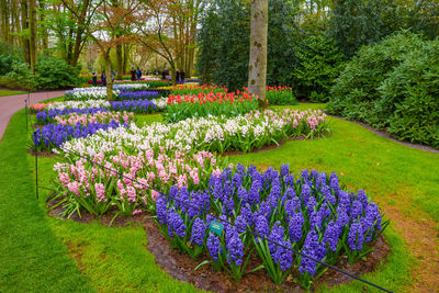 Purple flowering plants in park