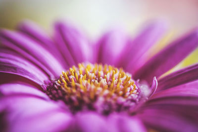 Close-up of pink flower