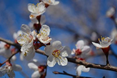 Close-up of flowers on branch