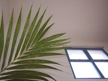 Low angle view of palm trees