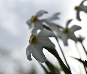 Close-up of white flowering plant
