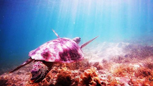 Close-up of jellyfish swimming in sea
