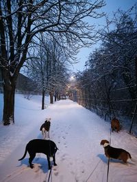 Dog on snow covered trees against sky