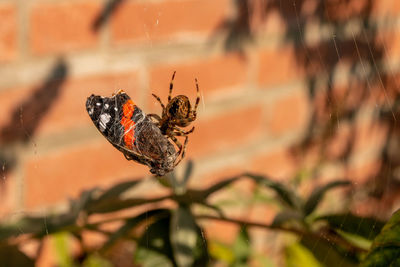 Close-up of butterfly on leaf