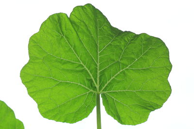 Close-up of leaf against white background