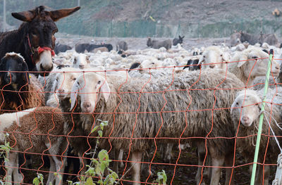 Flock of sheep and donkeys in a pasture in como, lombardy, italy.