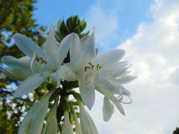Close-up of white flower blooming on tree against sky