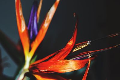 Close-up of orange flowers