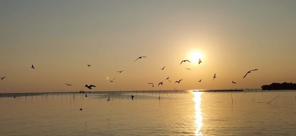 Flock of birds flying over sea at sunset