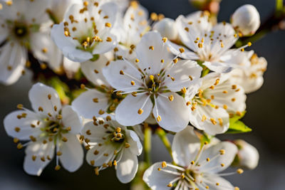 Close-up of white flowering plant