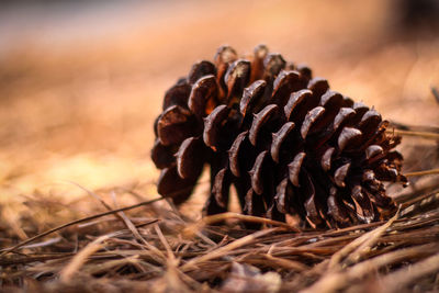 Close-up of fresh leaf