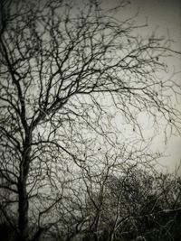 bare tree